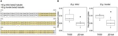 Cross-Kingdom RNAi of Pathogen Effectors Leads to Quantitative Adult Plant Resistance in Wheat